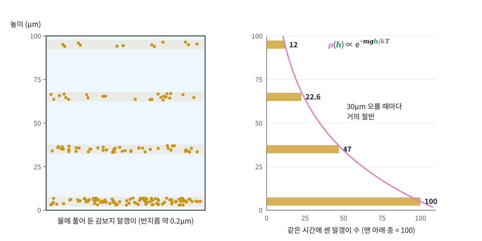 페랭의 침강 평형 실험. 높이 5, 35, 65, 95μm 층에서 센 감보지 알갱이 수의 비는 100 : 47 : 22.6 : 12로, 30μm 오를 때마다 거의 절반이 된다.
