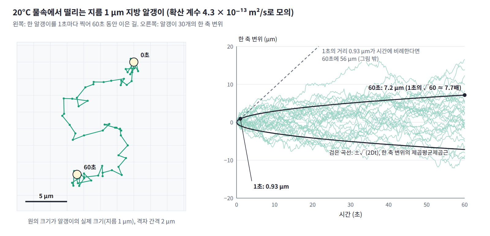 20°C 물속의 지름 1 μm 알갱이(확산 계수 4.3 × 10⁻¹³ m²/s)를 모의한 것. 왼쪽은 한 알갱이를 1초마다 찍어 60초 동안 이은 길(원이 알갱이의 실제 크기), 오른쪽은 알갱이 30개의 한 축 변위와 ±√(2Dt). 1초에 0.93 μm, 60초에 7.2 μm로, 60배가 아니라 √60 ≈ 7.7배다.