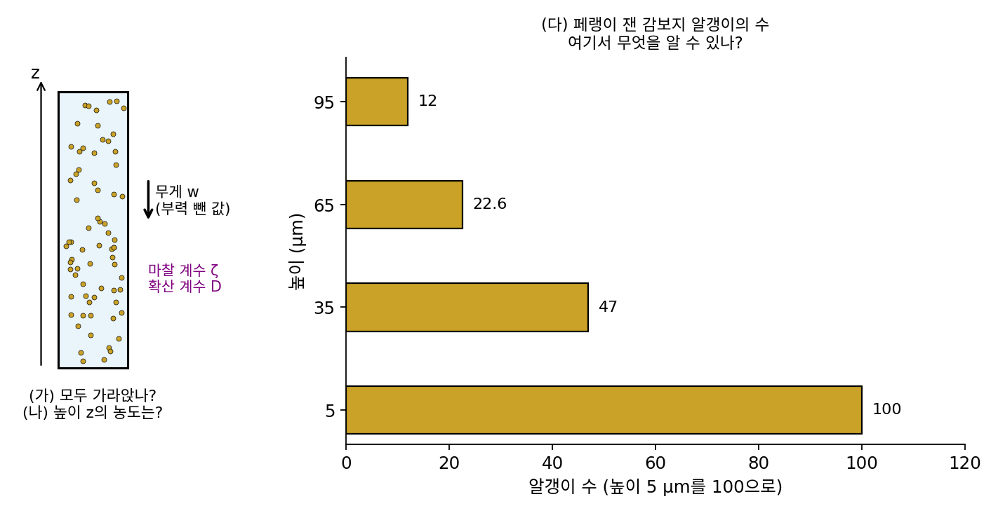 무게 w인 알갱이들이 퍼진 시험관(왼쪽)과 페랭이 높이 5, 35, 65, 95 μm에서 센 감보지 알갱이 수 100 : 47 : 22.6 : 12(오른쪽)