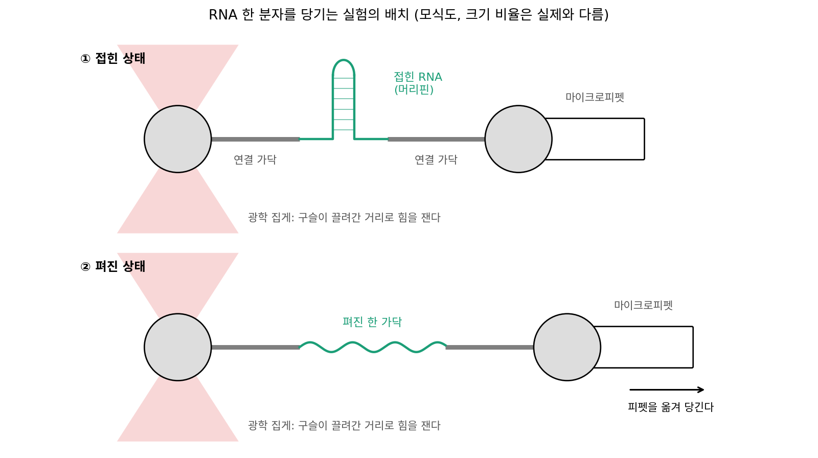 2002년 RNA 한 분자 실험의 배치를 직접 그린 모식도. RNA의 양 끝을 이중 가닥으로 된 연결 가닥을 거쳐 구슬 두 개에 잇고, 한 구슬은 광학 집게에, 다른 구슬은 마이크로피펫 끝에 붙잡은 채 피펫을 옮겨 접힌 머리핀(위)을 한 가닥으로 편다(아래). 크기 비율은 실제와 다르다. 출처: Liphardt 외 (2002)의 실험 설명을 바탕으로 직접 그림 (sources/ch16/history/h_figs.py).
