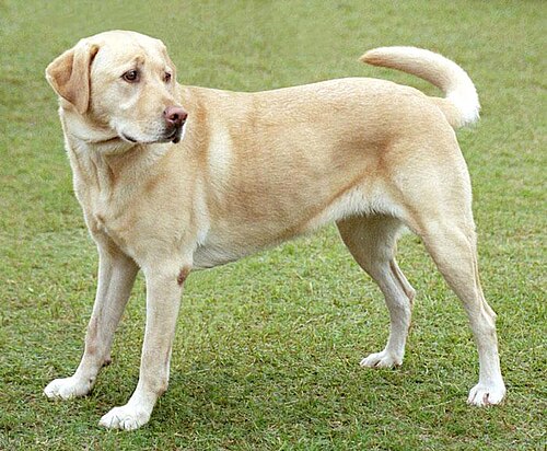 개와 고양이 — 같은 대상, 다른 공간